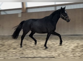 Trakehner, Stute, 4 Jahre, 168 cm, Kann Schimmel werden