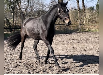Trakehner, Stute, 4 Jahre, 168 cm, Kann Schimmel werden