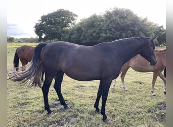 Trakehner, Stute, 4 Jahre, 168 cm, Kann Schimmel werden