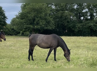 Trakehner, Stute, 4 Jahre, 168 cm, Kann Schimmel werden
