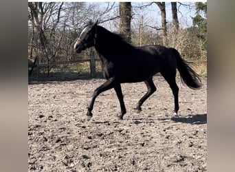 Trakehner, Stute, 4 Jahre, 168 cm, Kann Schimmel werden