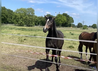 Trakehner, Stute, 4 Jahre, 168 cm, Kann Schimmel werden