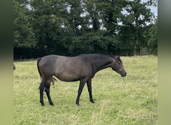 Trakehner, Stute, 4 Jahre, 168 cm, Kann Schimmel werden