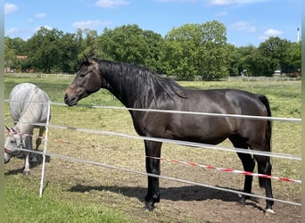 Trakehner, Stute, 4 Jahre, 168 cm, Kann Schimmel werden