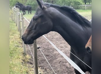 Trakehner, Stute, 4 Jahre, 168 cm, Kann Schimmel werden