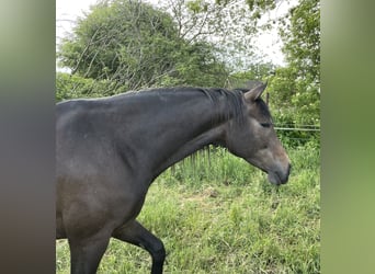 Trakehner, Stute, 4 Jahre, 168 cm, Kann Schimmel werden