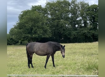 Trakehner, Stute, 4 Jahre, 168 cm, Kann Schimmel werden