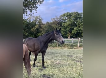 Trakehner, Stute, 4 Jahre, 168 cm, Kann Schimmel werden
