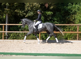 Trakehner, Stute, 4 Jahre, 168 cm, Schimmel