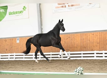 Trakehner, Stute, 4 Jahre, 168 cm, Schwarzbrauner