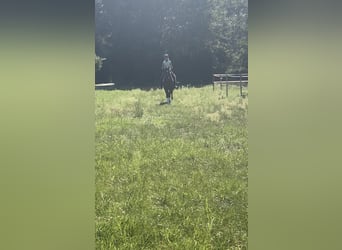 Trakehner, Stute, 4 Jahre, 169 cm, Brauner
