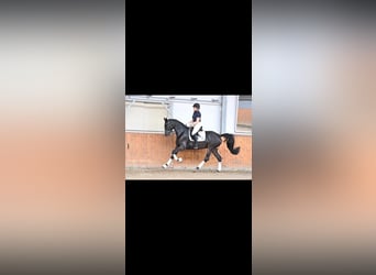 Trakehner, Stute, 4 Jahre, 169 cm, Dunkelbrauner