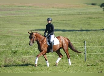 Trakehner, Stute, 4 Jahre, 169 cm, Fuchs