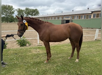 Trakehner, Stute, 4 Jahre, 169 cm, Fuchs
