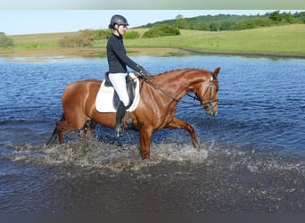 Trakehner, Stute, 4 Jahre, 169 cm, Fuchs