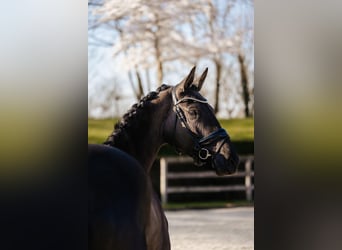 Trakehner, Stute, 4 Jahre, 169 cm, Rappe