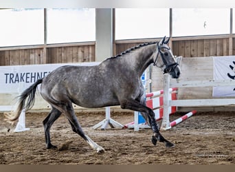 Trakehner, Stute, 4 Jahre, 169 cm, Schimmel