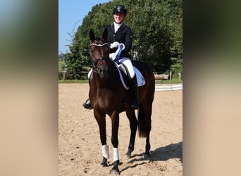 Trakehner, Stute, 4 Jahre, 170 cm, Dunkelbrauner