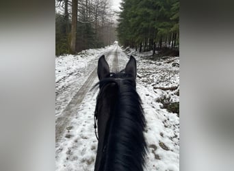 Trakehner, Stute, 4 Jahre, 170 cm, Dunkelbrauner