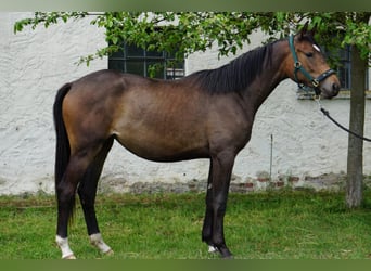 Trakehner, Stute, 4 Jahre, 172 cm, Brauner