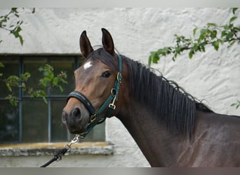 Trakehner, Stute, 4 Jahre, 172 cm, Brauner