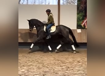 Trakehner, Stute, 4 Jahre, 173 cm, Brauner