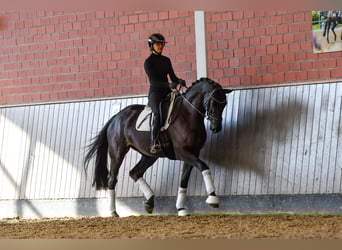 Trakehner, Stute, 4 Jahre, 174 cm, Rappe