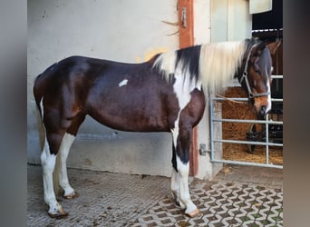 Trakehner Mix, Stute, 4 Jahre