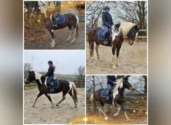 Trakehner Mix, Stute, 4 Jahre