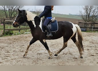 Trakehner Mix, Stute, 4 Jahre