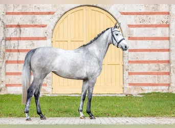 Trakehner, Stute, 4 Jahre, Schimmel