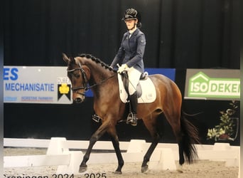 Trakehner, Stute, 5 Jahre, 155 cm, Brauner
