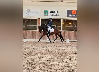 Trakehner, Stute, 5 Jahre, 155 cm, Brauner