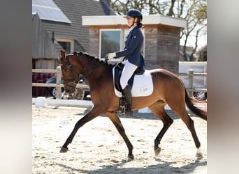 Trakehner, Stute, 5 Jahre, 155 cm, Brauner