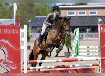 Trakehner, Stute, 5 Jahre, 155 cm, Brauner