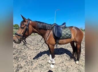 Trakehner, Stute, 5 Jahre, 155 cm, Brauner