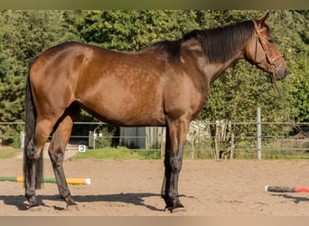 Trakehner, Stute, 5 Jahre, 161 cm, Brauner