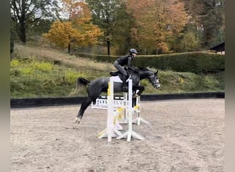 Trakehner, Stute, 5 Jahre, 163 cm, Schimmel