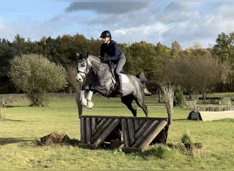 Trakehner, Stute, 5 Jahre, 163 cm, Schimmel