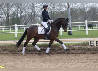 Trakehner, Stute, 5 Jahre, 164 cm, Brauner
