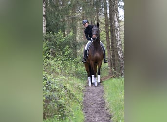Trakehner, Stute, 5 Jahre, 164 cm, Brauner