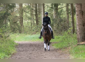 Trakehner, Stute, 5 Jahre, 164 cm, Brauner