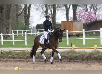 Trakehner, Stute, 5 Jahre, 164 cm, Brauner