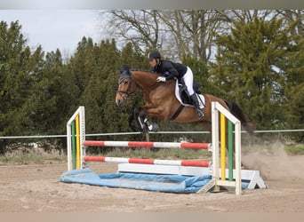 Trakehner, Stute, 5 Jahre, 164 cm, Brauner