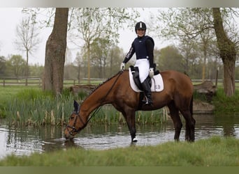 Trakehner, Stute, 5 Jahre, 164 cm, Brauner