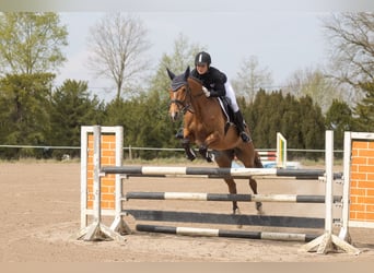 Trakehner, Stute, 5 Jahre, 164 cm, Brauner