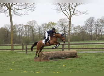 Trakehner, Stute, 5 Jahre, 164 cm, Brauner