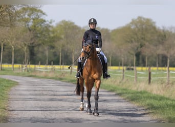 Trakehner, Stute, 5 Jahre, 164 cm, Brauner