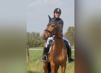 Trakehner, Stute, 5 Jahre, 164 cm, Brauner