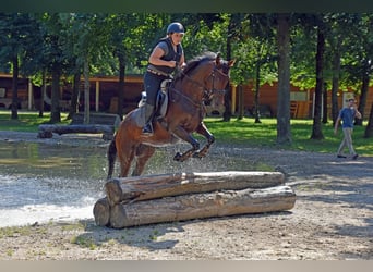 Trakehner, Stute, 5 Jahre, 164 cm, Brauner